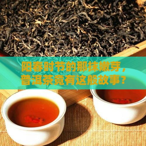 阳春时节的那抹嫩芽，普洱茶竟有这般故事？