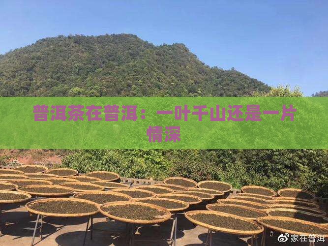 普洱茶在普洱：一叶千山还是一片情深