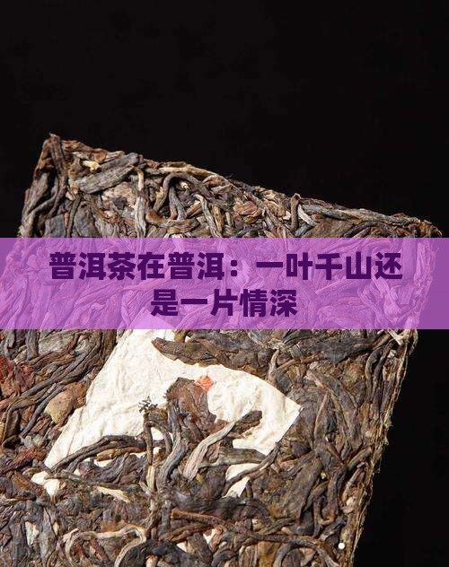 普洱茶在普洱：一叶千山还是一片情深