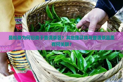曼松茶为何归类于普洱茶区？其地理环境与普洱茶品质有何关联？