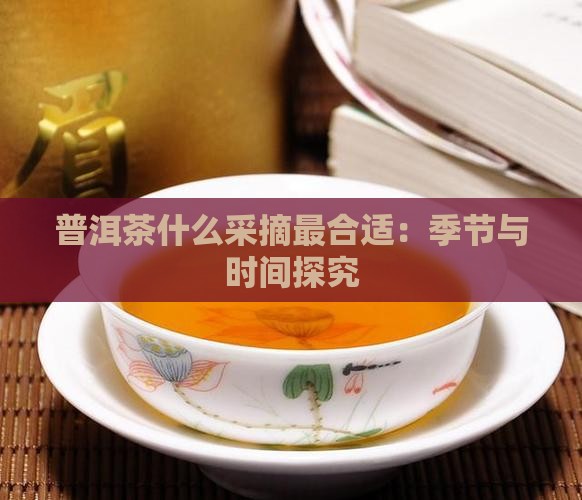 普洱茶什么采摘最合适：季节与时间探究