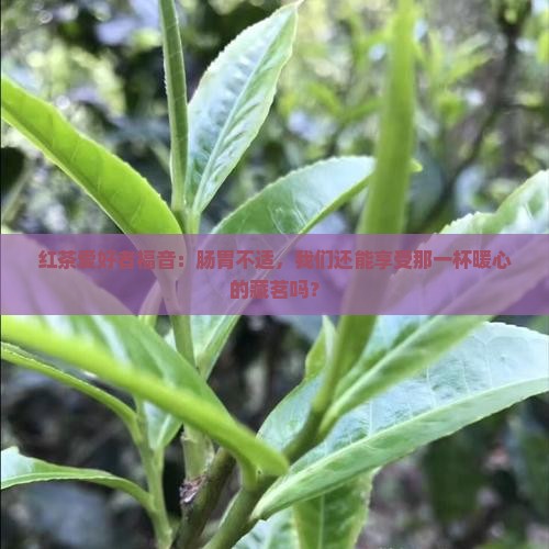 红茶爱好者福音：肠胃不适，我们还能享受那一杯暖心的藏茗吗？