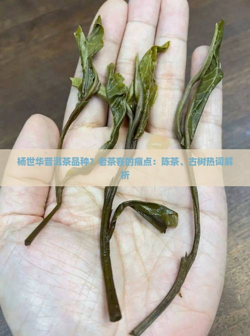 杨世华普洱茶品种？老茶客的痛点：陈茶、古树热词解析