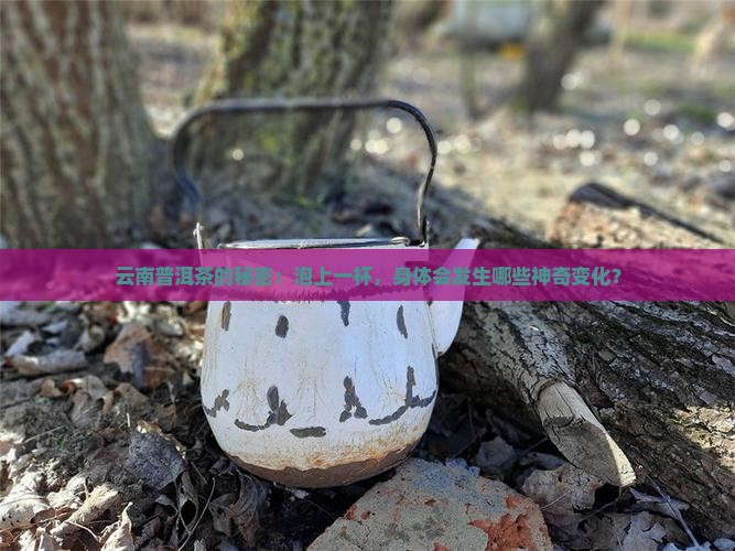 云南普洱茶的秘密：泡上一杯，身体会发生哪些神奇变化？