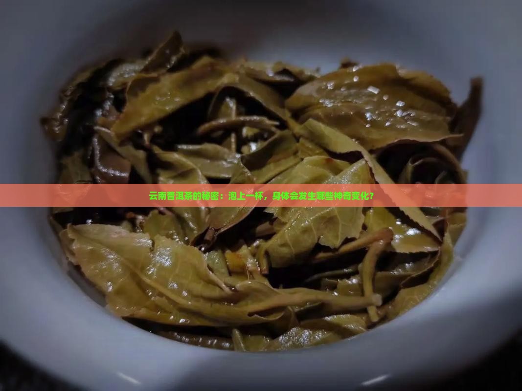 云南普洱茶的秘密：泡上一杯，身体会发生哪些神奇变化？