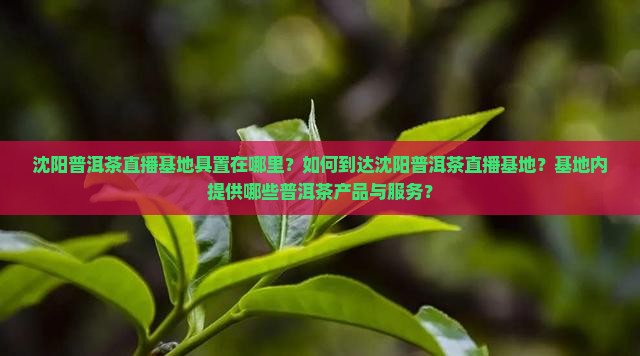 沈阳普洱茶直播基地具置在哪里？如何到达沈阳普洱茶直播基地？基地内提供哪些普洱茶产品与服务？