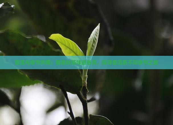 普洱与季节共舞：春茶秋茶味道各异，探寻普洱茶不同季节之美