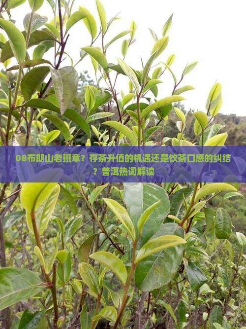08布朗山老班章？存茶升值的机遇还是饮茶口感的纠结？普洱热词解读