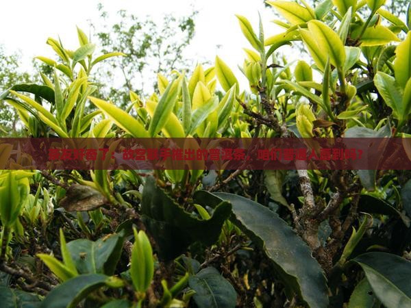 茶友好奇了：故宫联手推出的普洱茶，咱们普通人蘑到吗？