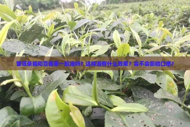 普洱茶能和百香果一起泡吗？这样泡有什么效果？会不会影响口感？