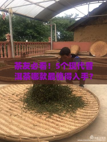 茶友必看！5个现代普洱茶哪款最值得入手？