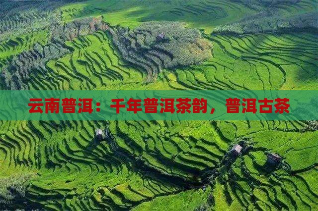云南普洱：千年普洱茶韵，普洱古茶