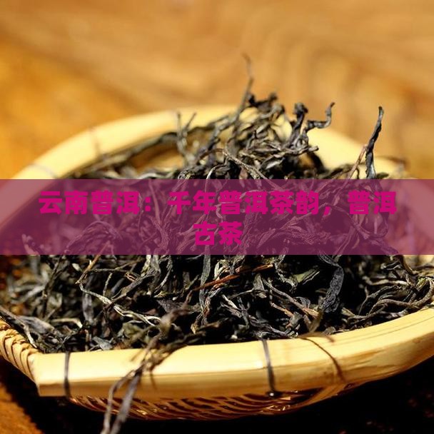 云南普洱：千年普洱茶韵，普洱古茶