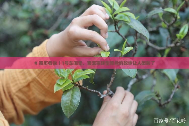 # 亲历者说｜1号车间里，普洱茶转型背后的故事让人破防了