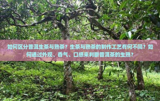 如何区分普洱生茶与熟茶？生茶与熟茶的制作工艺有何不同？如何通过外观、香气、口感来判断普洱茶的生熟？
