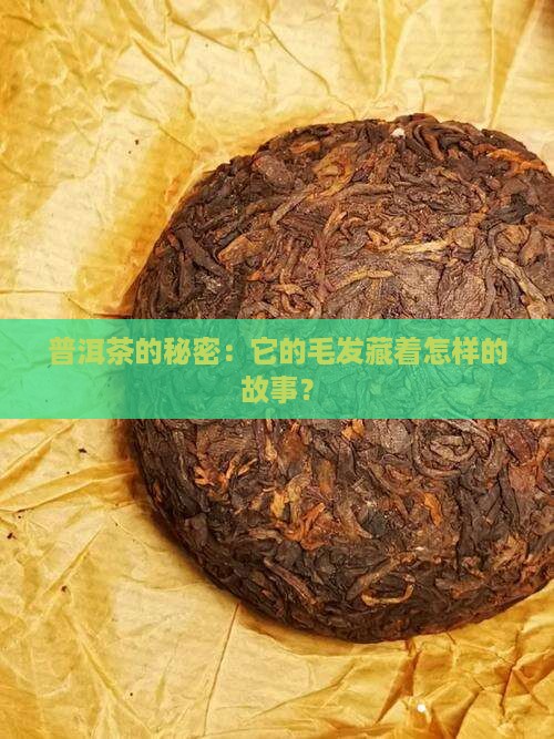 普洱茶的秘密：它的毛发藏着怎样的故事？