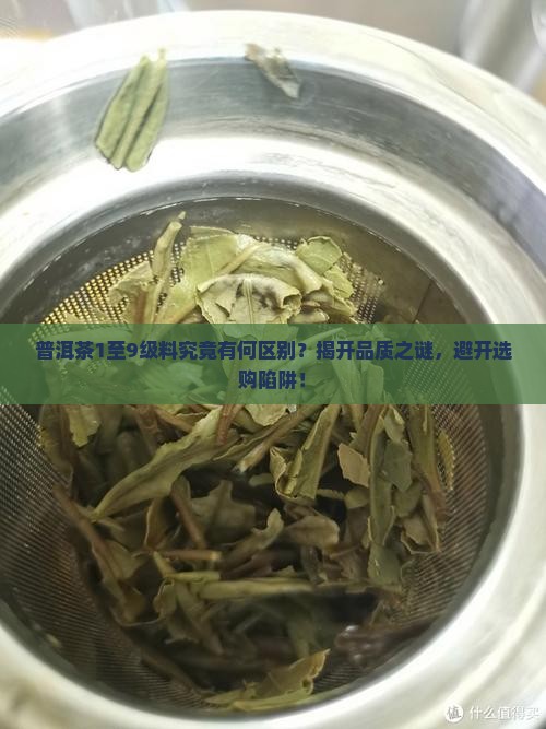 普洱茶1至9级料究竟有何区别？揭开品质之谜，避开选购陷阱！