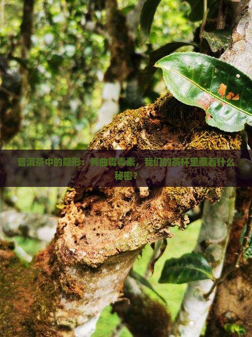 普洱茶中的隐形：黄曲霉毒素，我们的茶杯里藏着什么秘密？