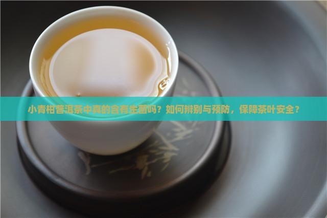 小青柑普洱茶中真的含有生菌吗？如何辨别与预防，保障茶叶安全？