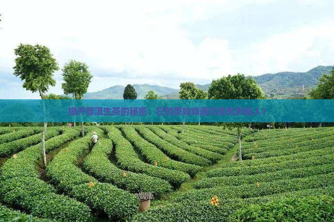 揭开普洱生茶的秘密：它的原始味道究竟有多迷人？