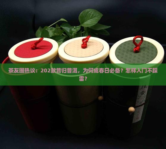 茶友圈热议：202款昔归普洱，为何成春日必备？怎样入门不踩雷？
