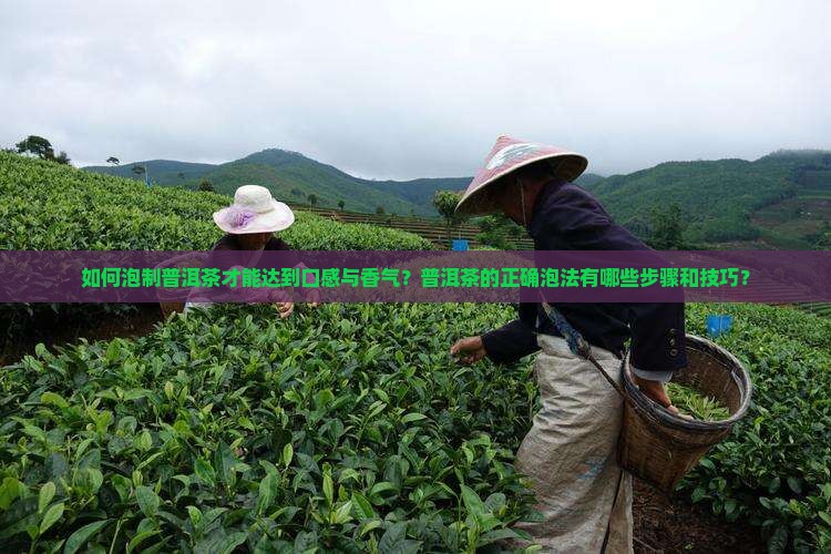 如何泡制普洱茶才能达到口感与香气？普洱茶的正确泡法有哪些步骤和技巧？