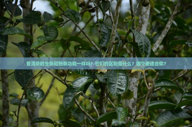 普洱茶的生茶和熟茶功能一样吗？它们的区别是什么？哪个更适合你？