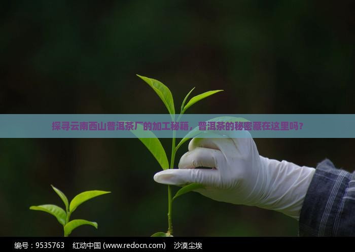 探寻云南西山普洱茶厂的加工秘籍，普洱茶的秘密藏在这里吗？