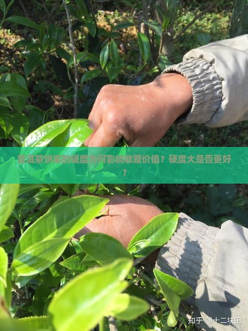 普洱茶饼底的硬度为何影响收藏价值？硬度大是否更好？