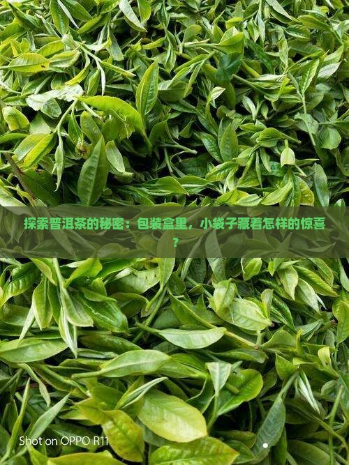 探索普洱茶的秘密:包装盒里,小袋子藏着怎样的惊喜? 探索普洱茶的秘密:包装盒里,小袋子藏着怎样的惊喜?