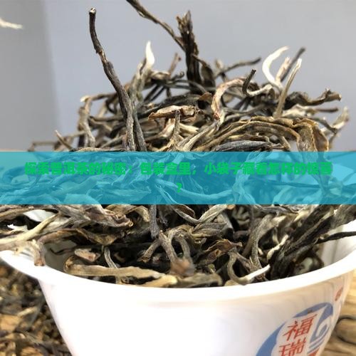 探索普洱茶的秘密:包装盒里,小袋子藏着怎样的惊喜? 探索普洱茶的秘密:包装盒里,小袋子藏着怎样的惊喜?