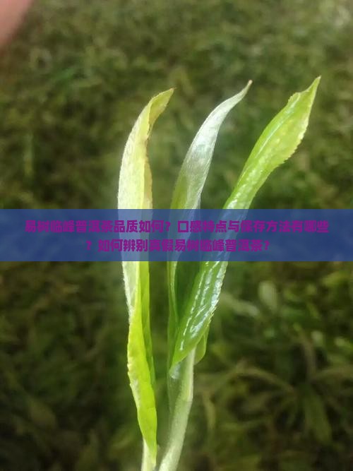 易树临峰普洱茶品质如何?口感特点与保存方法有哪些?如何辨别真假易树临峰普洱茶? 易树临峰普洱茶品质如何?口感特点与保存方法有哪些?如何辨别真假易树临峰普洱茶?