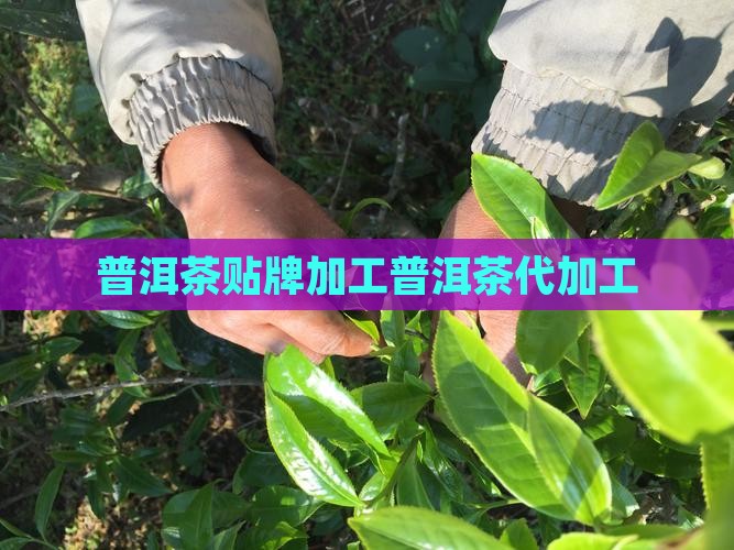 普洱茶代加工贴牌