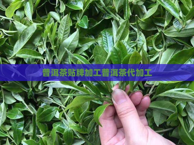 普洱茶代加工贴牌