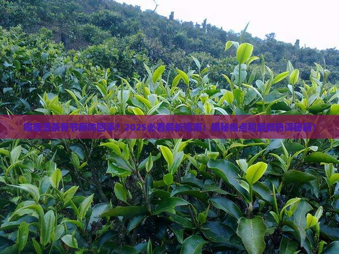 喝普洱茶骨节疼咋回事