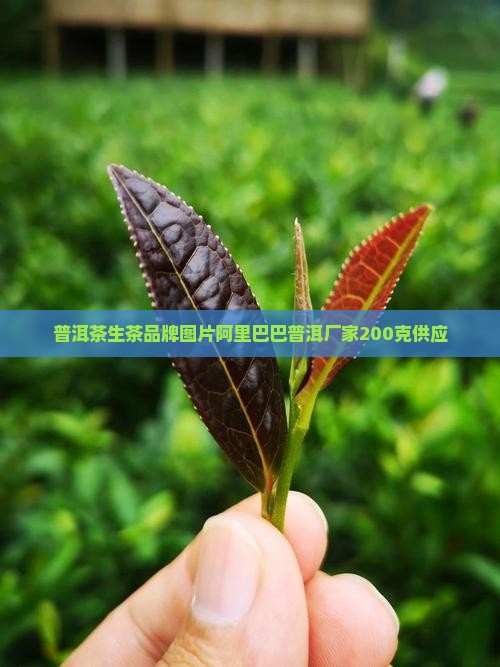 生茶普洱茶200克供应