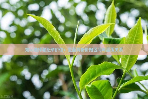 如何选择老班章价位