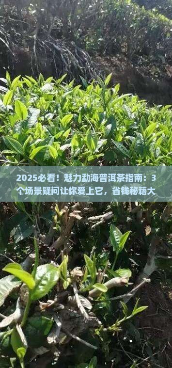 魅力勐海普洱茶