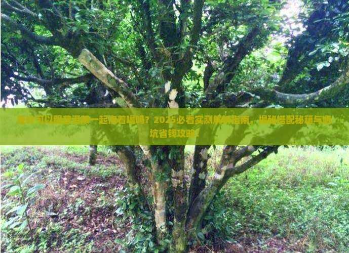 茶叶可以跟普洱茶一起泡着喝吗