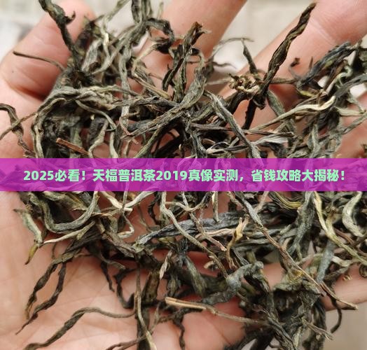 天福的普洱茶2019