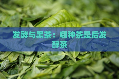 哪种茶是后发酵茶