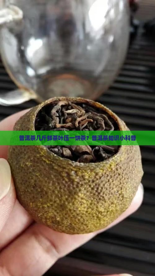普洱茶几斤鲜茶叶压一饼茶