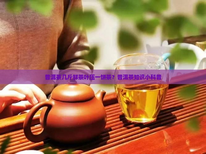 普洱茶几斤鲜茶叶压一饼茶