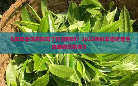 陈年普洱茶发霉能喝吗