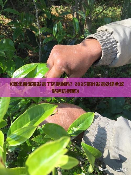 陈年普洱茶发霉能喝吗