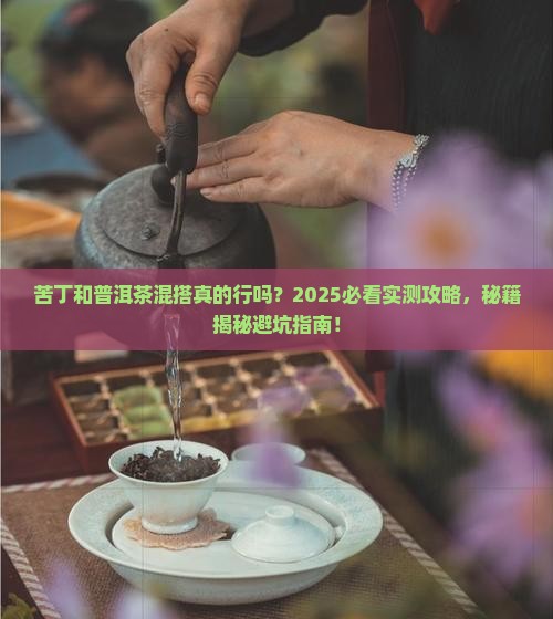 苦丁和普洱茶可以一起喝吗