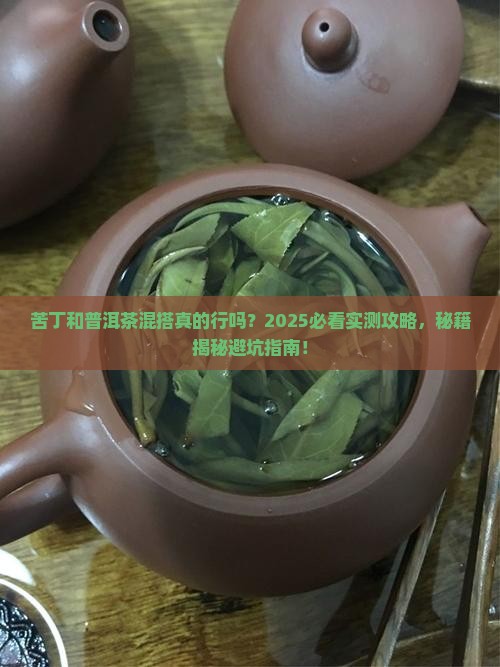 苦丁和普洱茶可以一起喝吗