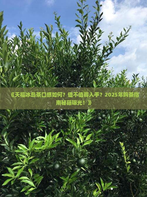 天福冰岛茶怎么样