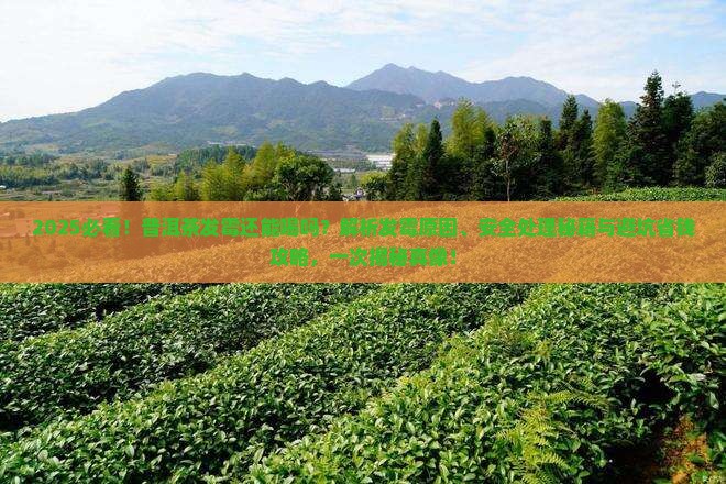 普洱茶有点发霉可以喝吗 普洱茶有点发霉可以喝吗