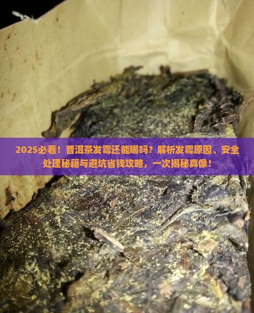普洱茶有点发霉可以喝吗 普洱茶有点发霉可以喝吗